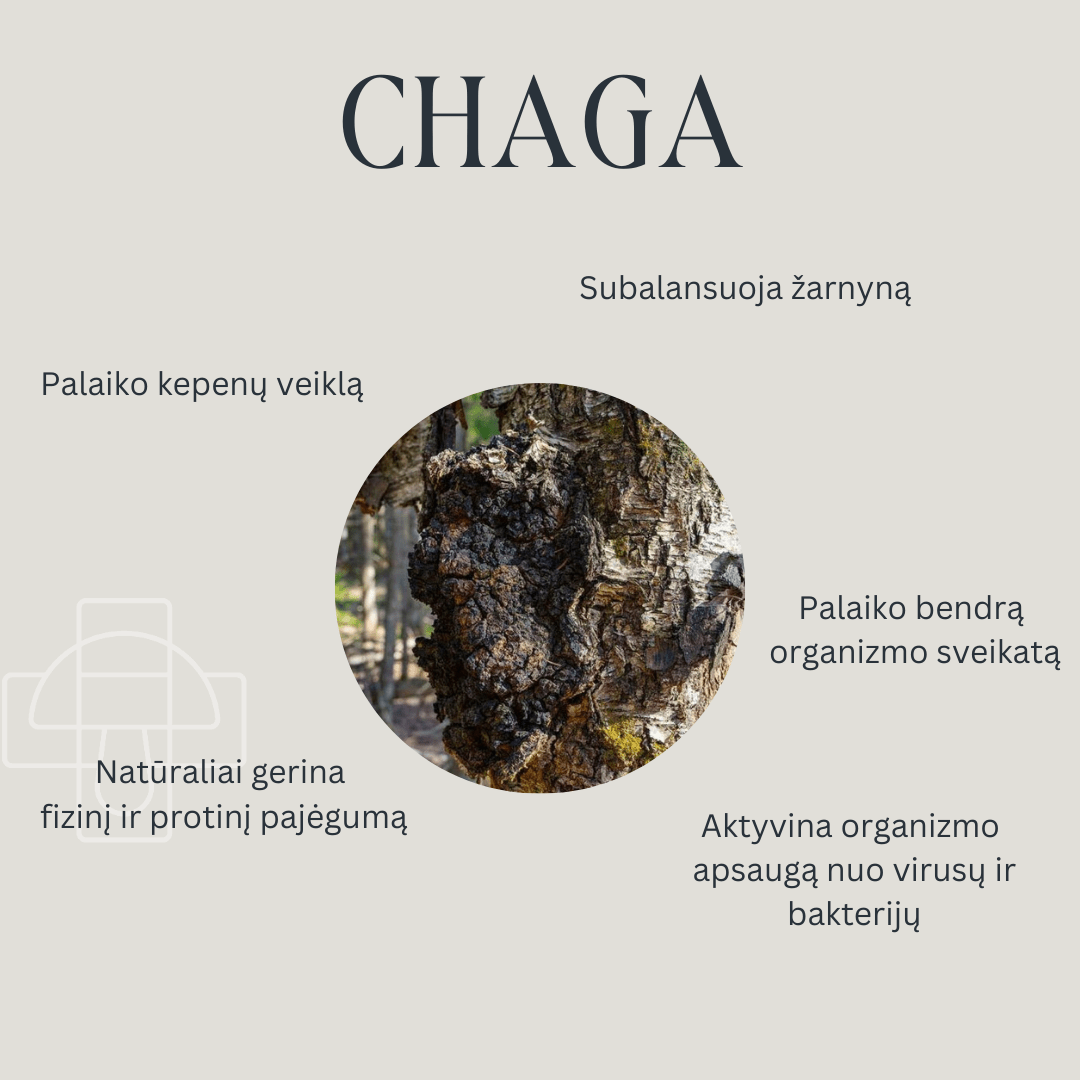 Chaga Tinktūra naudingos savybės