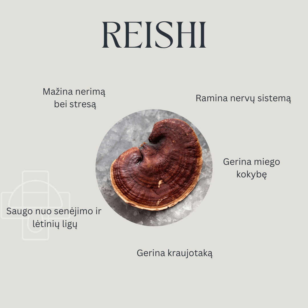 Reishi Tinktūra naudingos savybės