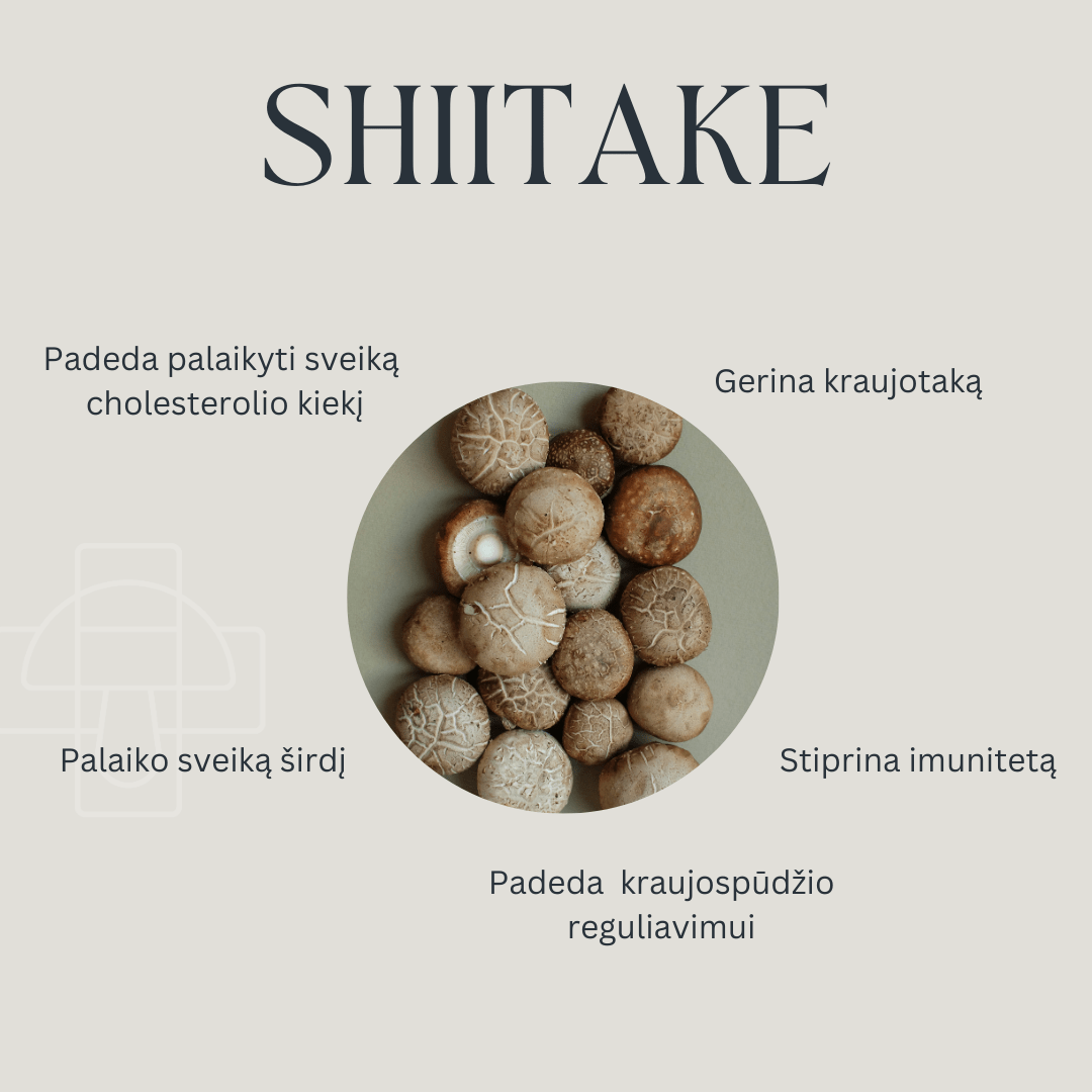 Shiitake Tinktūra - naudingos savybės