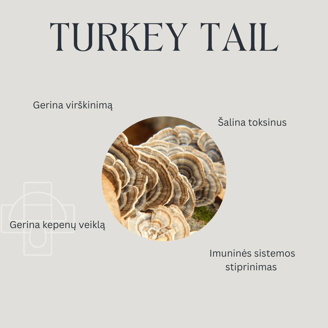 Turkey Tail Tinktūra naudingos savybės