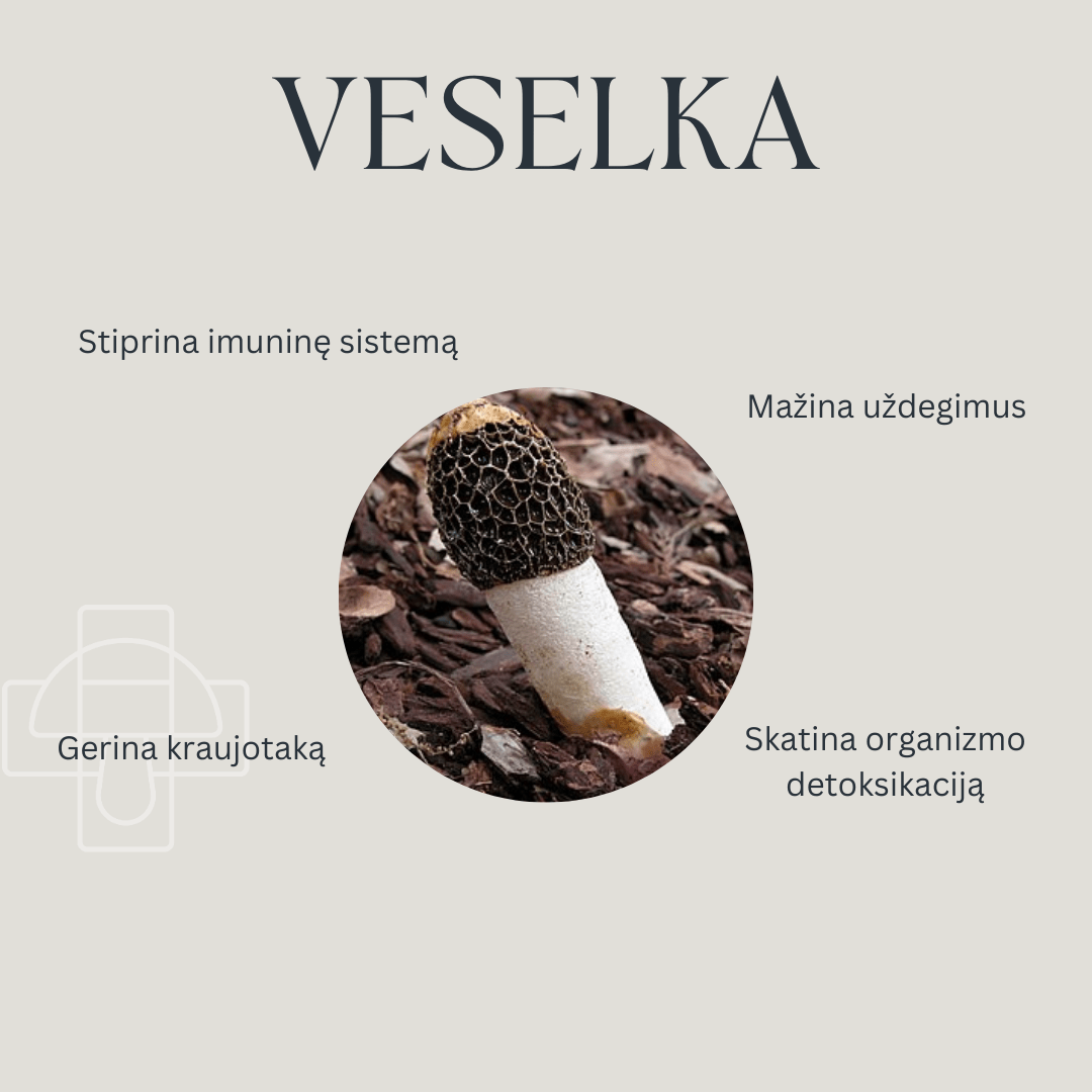 Veselka Tinktūra - naudingos savybės